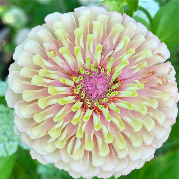 Ali’s This & That 🌸 - Picture 10 of 14